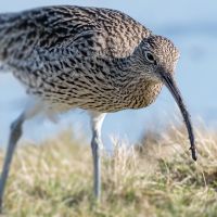 Curlew