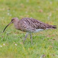 Curlew