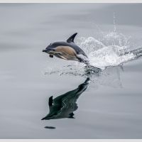 Common Dolphin