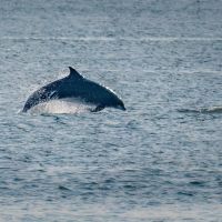 Bottle Nose Dolphin