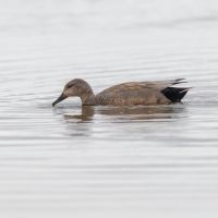 Gadwall