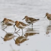 Dunlin