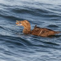 Eider