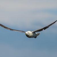 Fulmar