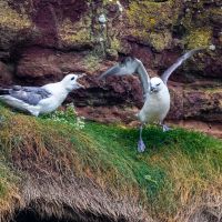 Fulmars