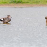 Gadwall