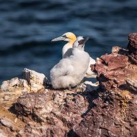 Gannets nesting