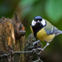 greattit