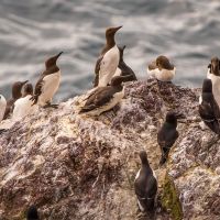 Guillemots