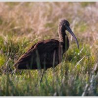 Glossy Ibis