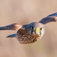 kestrel