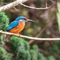 Kingfisher