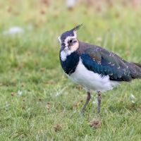 Lapwing