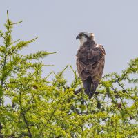 Loch Rusky Osprey