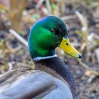 Mallard