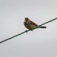 Meadow Pipit