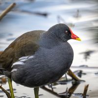 Moorhen