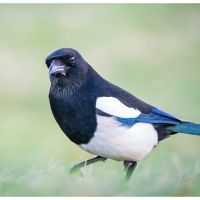 Magpie