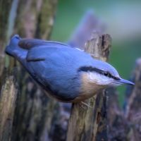 Nuthatch