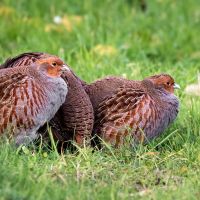 Grey Partridge