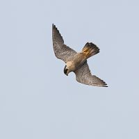 Peregrines stealing a dead pigeon from a Buzzard