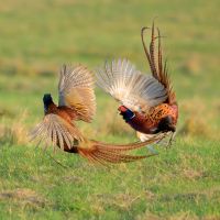 Cock Pheasants Fighting