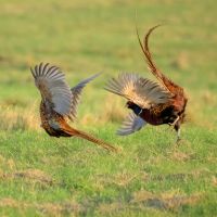 Cock Pheasants Fighting