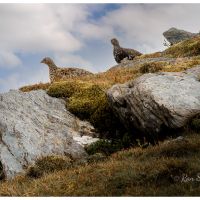 Ptarmigan