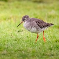 Redshank