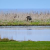 Roe deer