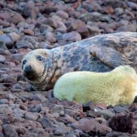 Seal pups at St Abbs