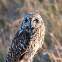 short eared owl