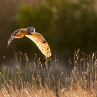 short eared owl