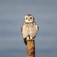 Short Eared Owl