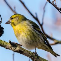 Siskin