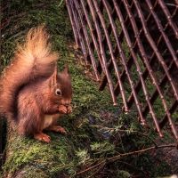 Red Squirrel