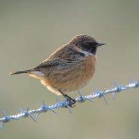 Stonechat