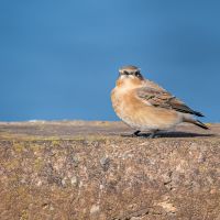 Wheatear