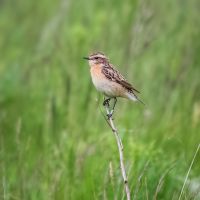 Whinchat