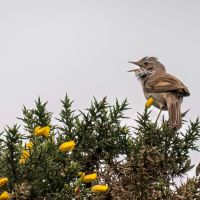 Whitethroat