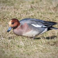 Wigeon